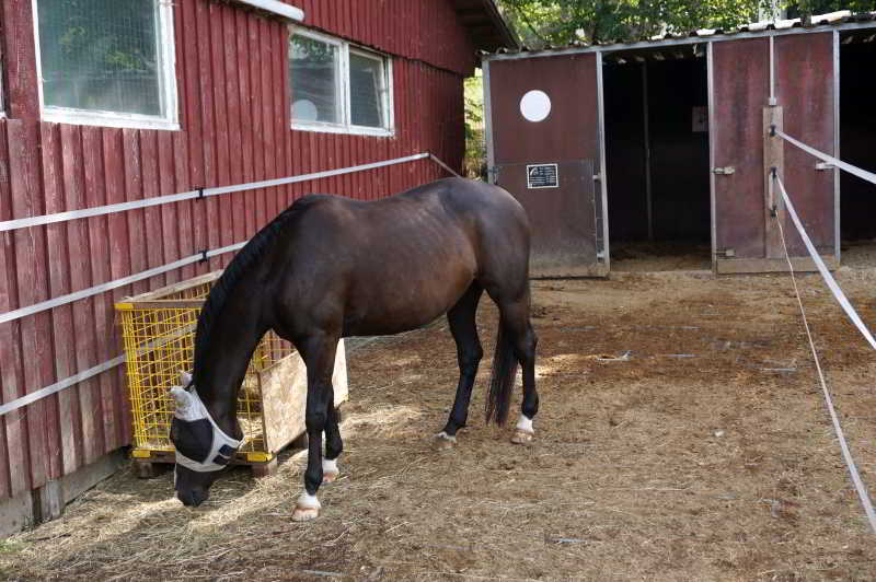 Wohnmobilstellplatz Lucky-Stable-Ranch Wohnmobilstellplatz Lucky-Stable-Ranch