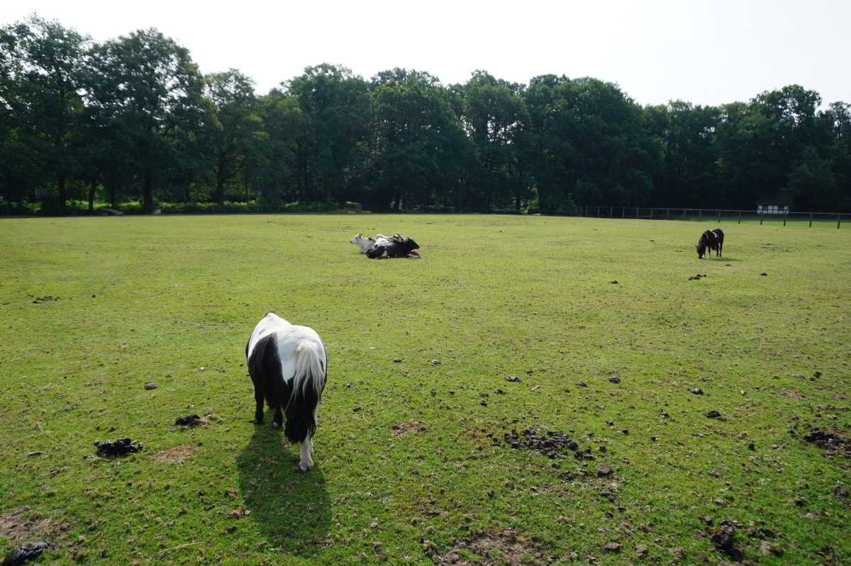 Wohnmobilstellplatz am Tierpark Ströhen in Wagenfeld Wohnmobilstellplatz am Tierpark Ströhen in Wagenfeld
