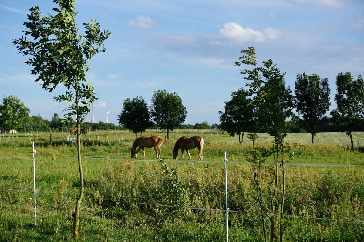 Wohnmobilstellplatz auf dem Reiterhof Blumrich Wohnmobilstellplatz auf dem Reiterhof Blumrich