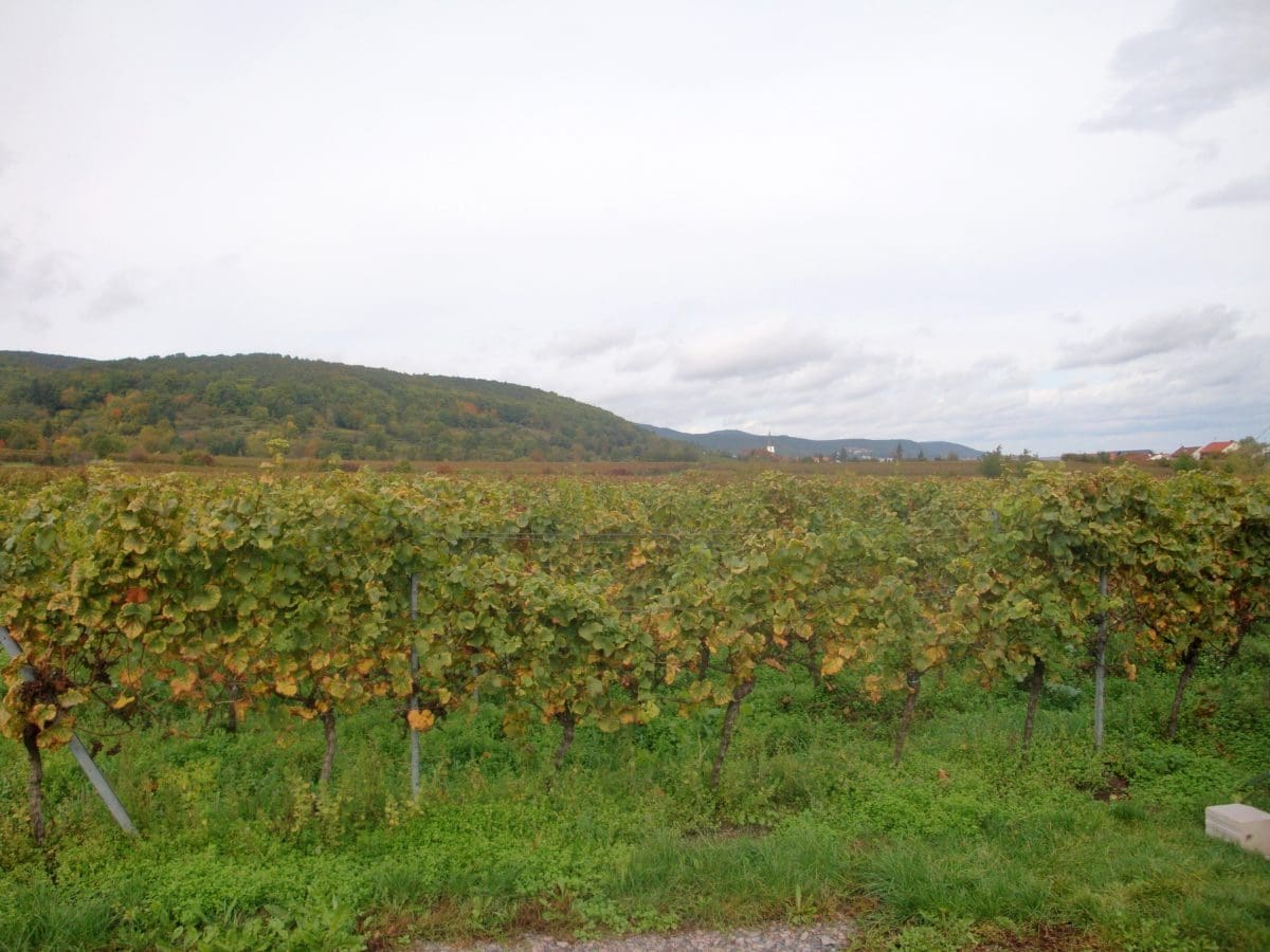 Wohnmobilstellplatz am Weingut Müller-Kern Wohnmobilstellplatz am Weingut Müller-Kern