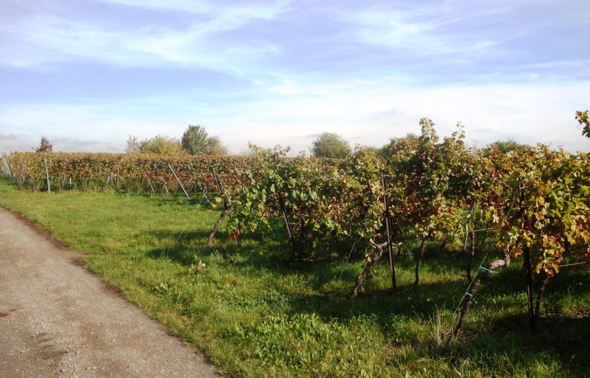 Wohnmobilstellplatz am Weingut Edel-Brauch Wohnmobilstellplatz am Weingut Edel-Brauch