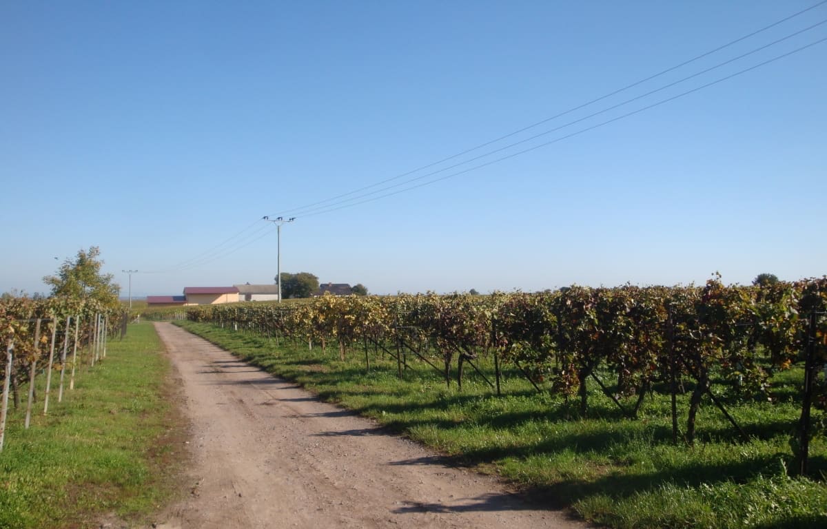 Wohnmobilstellplatz am Weingut Eichhorn Wohnmobilstellplatz am Weingut Eichhorn
